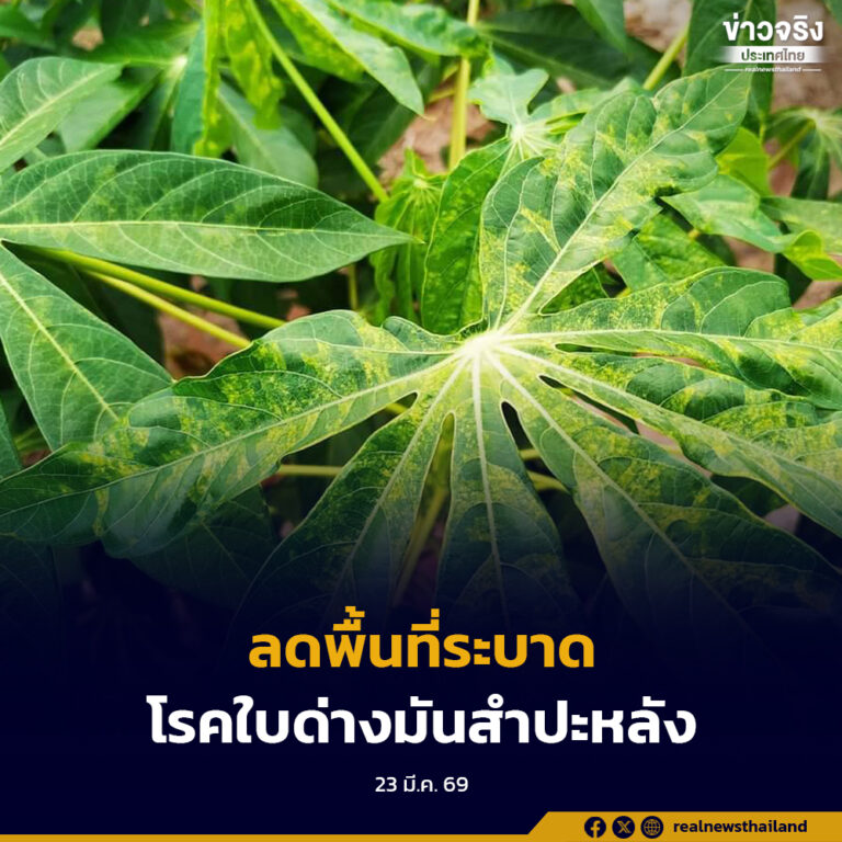 กรมส่งเสริมการเกษตร เคาะเป้าลดพื้นที่ระบาด “โรคใบด่างมันสำปะหลัง” 30%
