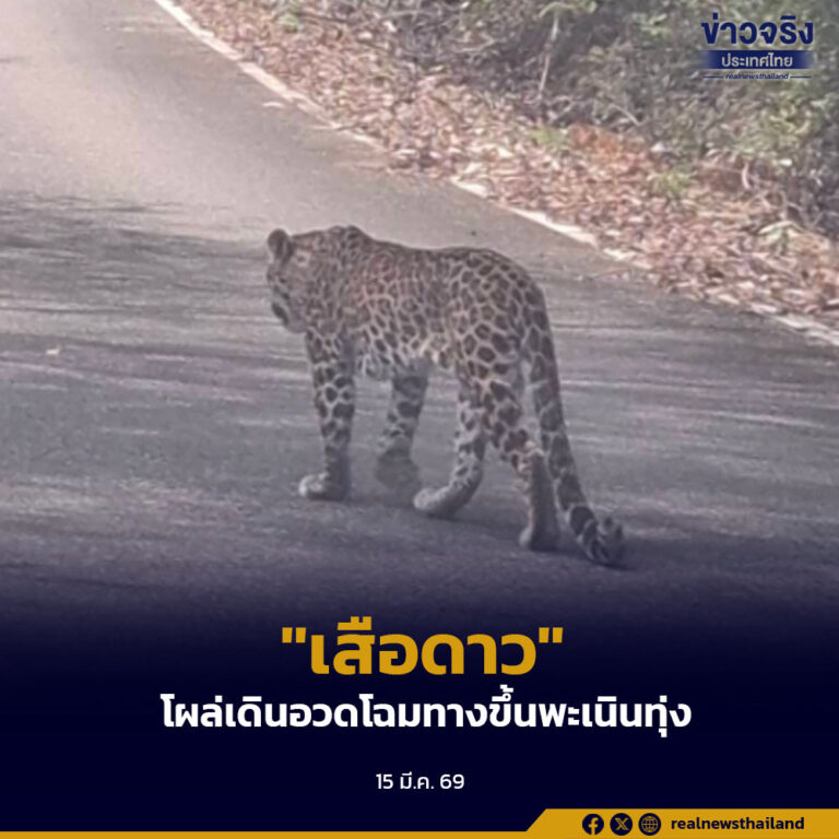 “เสือดาว” โผล่เดินอวดโฉมทางขึ้นพะเนินทุ่ง