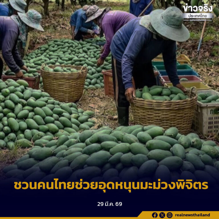 ชวนคนไทยช่วยอุดหนุนมะม่วงพิจิตร