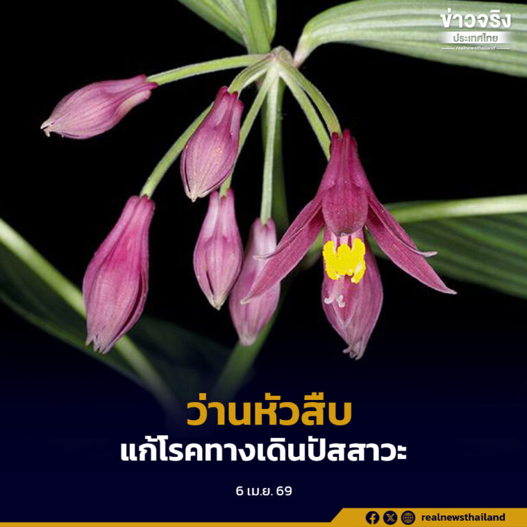 “ว่านหัวสืบ” ดอกสวยเดือยยาว สรรพคุณเด่นแก้โรคทางเดินปัสสาวะ