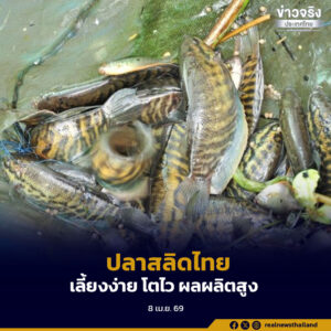 กรมประมง เปิดผลงานวิจัยปรับปรุงสายพันธุ์ “ปลาสลิดไทย” รุ่นที่ 3 เน้นเลี้ยงง่าย โตไว ได้ผลผลิตสูง
