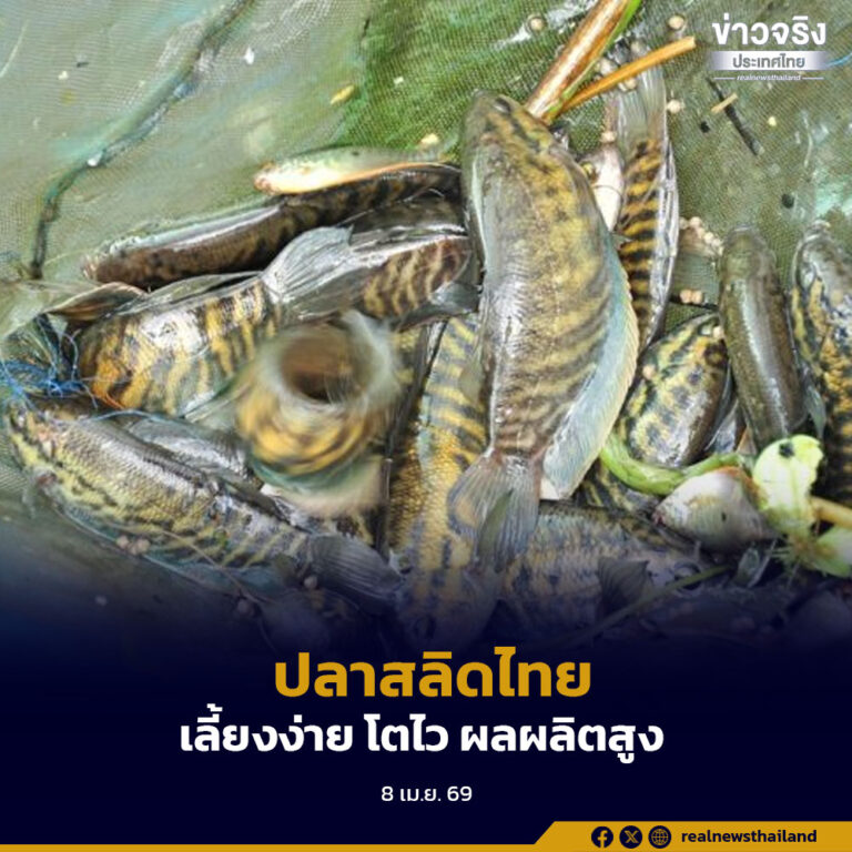 กรมประมง เปิดผลงานวิจัยปรับปรุงสายพันธุ์ “ปลาสลิดไทย” รุ่นที่ 3 เน้นเลี้ยงง่าย โตไว ได้ผลผลิตสูง