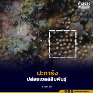 พบปรากฏการณ์ “ปะการังปล่อยเซลล์สืบพันธุ์” ณ เกาะมะปริง สะท้อนทะเลตราดฟื้นตัวสมบูรณ์
