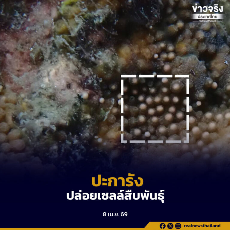 พบปรากฏการณ์ “ปะการังปล่อยเซลล์สืบพันธุ์” ณ เกาะมะปริง สะท้อนทะเลตราดฟื้นตัวสมบูรณ์