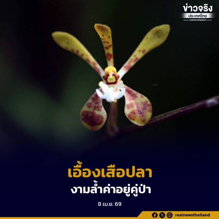 “เอื้องเสือปลา” กล้วยไม้ป่าที่โดดเด่นด้วยลวดลายอันเป็นเอกลักษณ์ งามล้ำค่าควรอยู่คู่ป่า