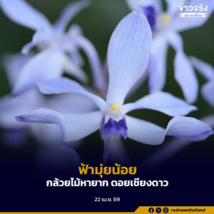 “ฟ้ามุ่ยน้อย” กล้วยไม้หายากผลิบานอย่างงดงามอีกครั้งที่ดอยเชียงดาว จังหวัดเชียงใหม่