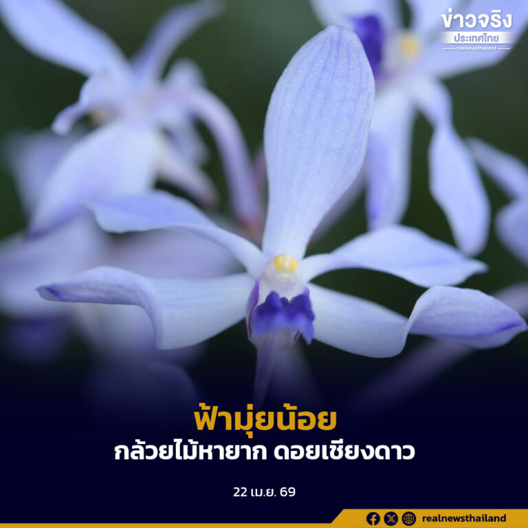 “ฟ้ามุ่ยน้อย” กล้วยไม้หายากผลิบานอย่างงดงามอีกครั้งที่ดอยเชียงดาว จังหวัดเชียงใหม่