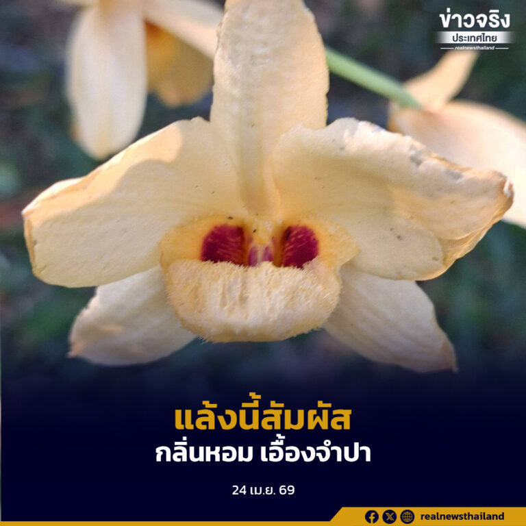 “เอื้องจำปา” กล้วยไม้ป่าหายากกลิ่นหอมเฉพาะถิ่น บานสะพรั่งในผืนป่าไทย