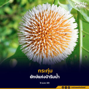 กระทุ่ม ยักษ์แห่งป่าริมน้ำ ไม้โตเร็ว กิ่งแต่ละกิ่งออกตั้งฉากกับลำต้น ราวกับสถาปัตยกรรมธรรมชาติ