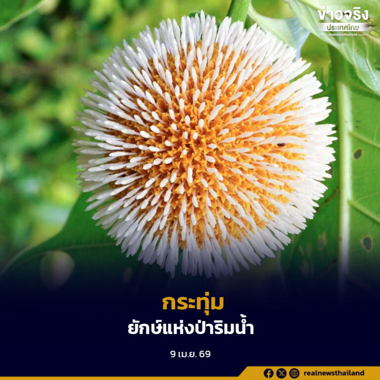 กระทุ่ม ยักษ์แห่งป่าริมน้ำ ไม้โตเร็ว กิ่งแต่ละกิ่งออกตั้งฉากกับลำต้น ราวกับสถาปัตยกรรมธรรมชาติ