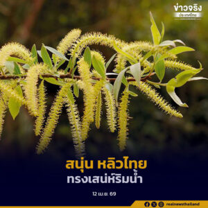 สนุ่น หลิวไทยพันธุ์พื้นเมือง พรรณไม้ที่ผูกพันกับสายน้ำและวิถีชีวิตคนไทยมาอย่างยาวนาน