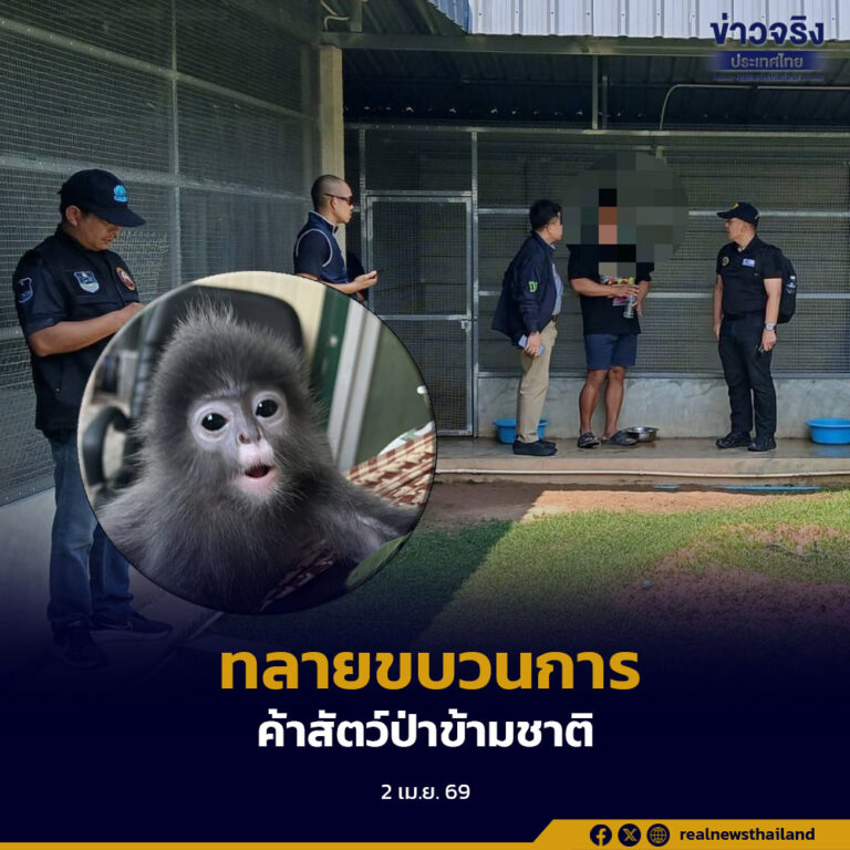 เจ้าหน้าที่ทลายเครือข่ายค้าสัตว์ป่าข้ามชาติ ขยายผลเชื่อมโยงขบวนการชาวอินเดีย