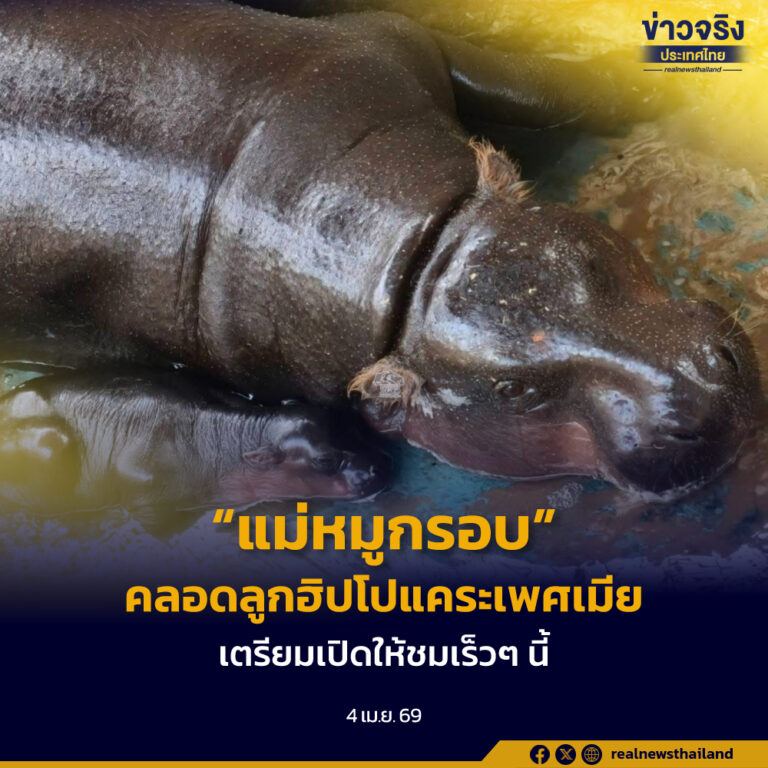 ทส. เผยข่าวดี! “แม่หมูกรอบ” คลอดลูกฮิปโปแคระเพศเมีย แข็งแรงน่ารัก เตรียมเปิดให้ชมเร็วๆ นี้