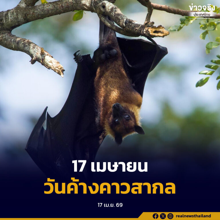 “วันค้างคาวสากล”17 เมษายนของทุกปี ตระหนักถึงความสำคัญของค้างคาว ผู้พิทักษ์และรักษาสมดุลระบบนิเวศทั่วโลก