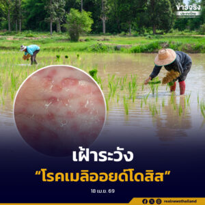 รัฐบาลเฝ้าระวัง “โรคเมลิออยด์โดสิส” พบผู้ป่วยสะสม 732 ราย เสียชีวิต 23 ราย กลุ่มเสี่ยงเลี่ยงสัมผัสดิน–น้ำ