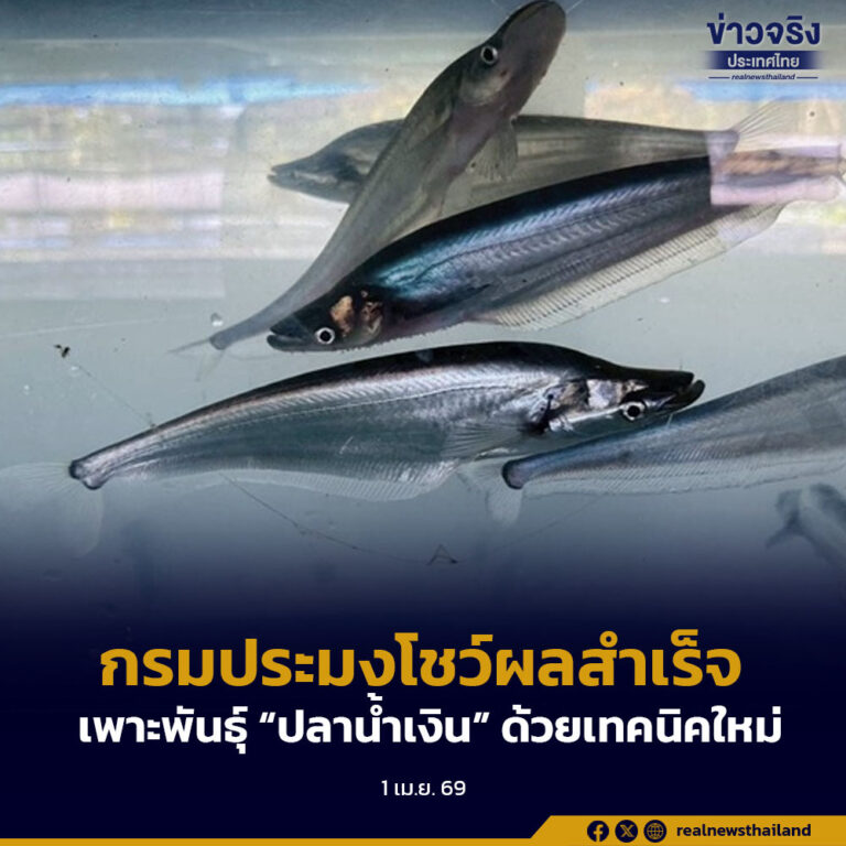กรมประมง..โชว์ผลสำเร็จ ยกระดับการเพาะพันธุ์ “ปลาน้ำเงิน” ด้วยเทคนิคใหม่