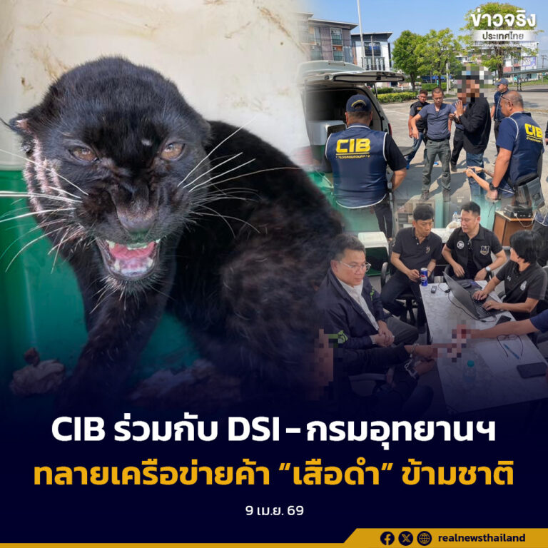 CIB ร่วมกับ DSI-กรมอุทยานฯ ทลายเครือข่ายค้า “เสือดำ” ข้ามชาติ