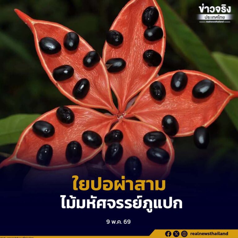 “ใยปอผ่าสาม” ไม้มหัศจรรย์แห่งสวนรุกขชาติภูแปก อำเภอภูเรือ จังหวัดเลย