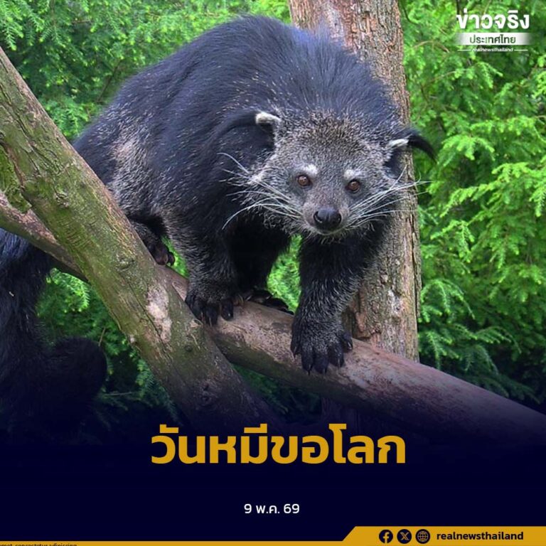 “วันหมีขอโลก” ประกาศขึ้นเพื่อให้ผู้คนตระหนักถึงความสำคัญของหมีขอที่เสี่ยงต่อการสูญพันธุ์ เป็นฟันเฟืองสำคัญของระบบนิเวศ