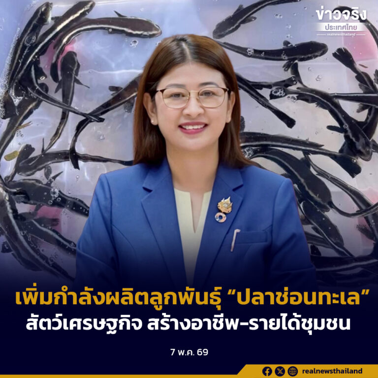 กรมประมง เพิ่มกำลังผลิตลูกพันธุ์ “ปลาช่อนทะเล” สัตว์น้ำเศรษฐกิจแห่งทะเลอันดามัน ส่งเสริมตามแนวทาง BCG Model สร้างอาชีพ-รายได้ชุมชนให้เติบโตอย่างมั่นคงและยั่งยืน