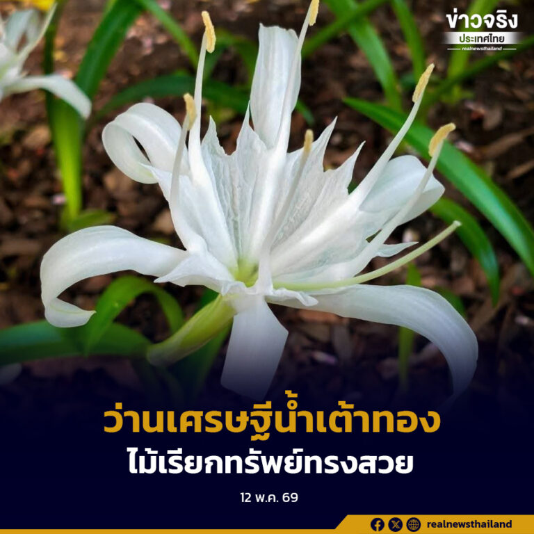 “ว่านเศรษฐีน้ำเต้าทอง” ไม้เรียกทรัพย์ทรงสวย สายมูห้ามพลาด