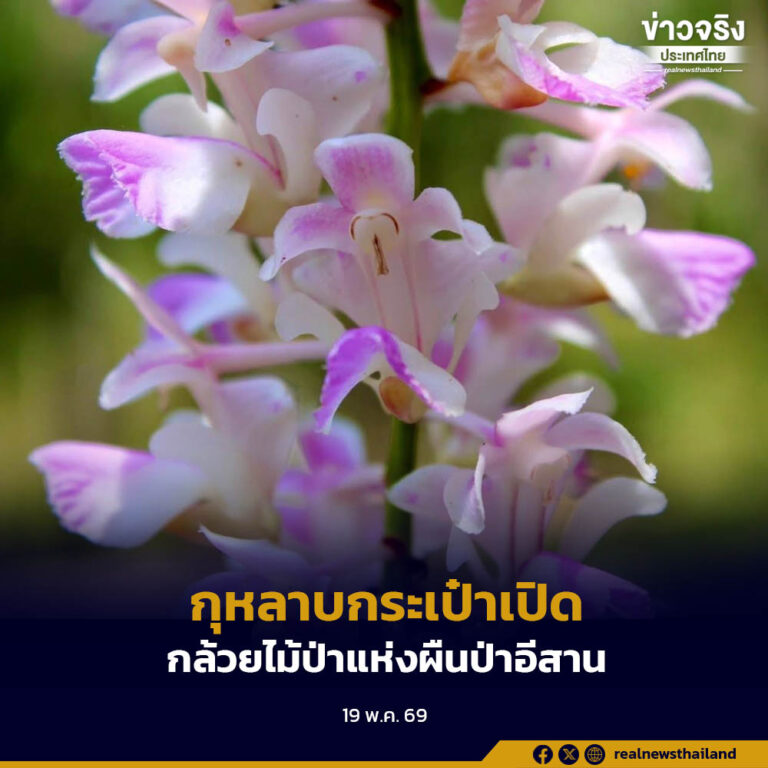 “กุหลาบกระเป๋าเปิด” กล้วยไม้ป่าแห่งผืนป่าอีสาน บ่งบอกสัญญาณที่ดีว่าป่านั้นยังสมบูรณ์ ระบบนิเวศมีสุขภาพดี