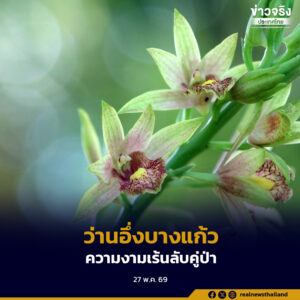“ว่านอึ่งบางแก้ว” กล้วยไม้ป่าหน้าตาแปลกตาที่ไม่ได้หาชมกันได้ง่ายๆ ความงามเร้นลับที่ควรอยู่คู่ป่า