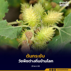 “ต้นกระชับ” วัชพืชต่างถิ่นข้ามโลก ประโยชน์ทางยา จังหวัดระยองแปลงโฉมเป็นผักพื้นบ้านราคาดี