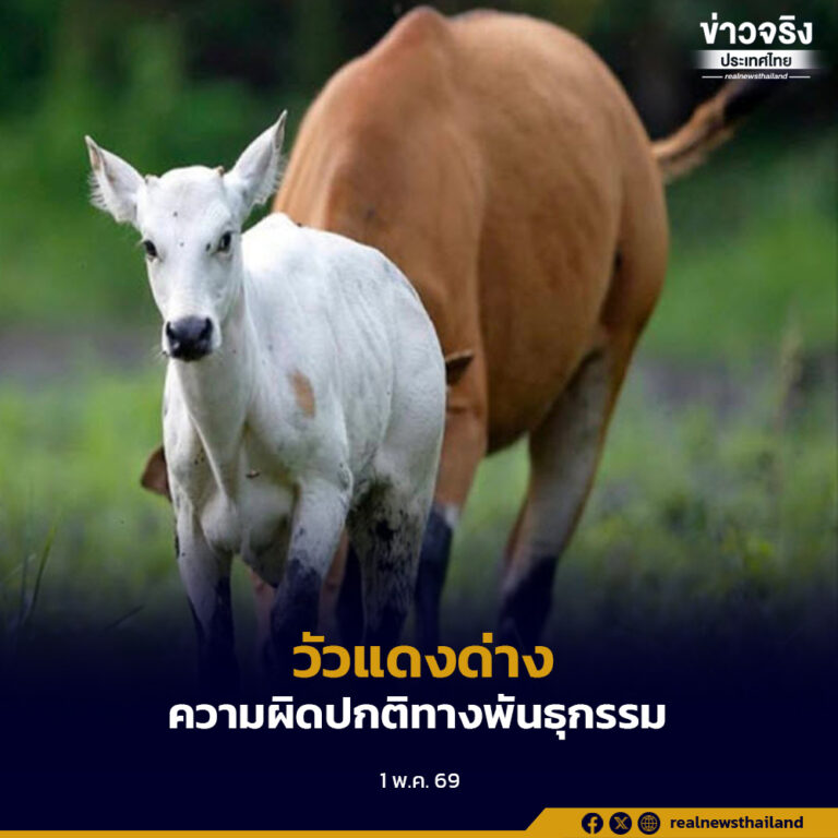 “วัวแดงด่าง” ในป่าห้วยขาแข้ง ไม่ใช่สัญญาณความอุดมสมบูรณ์ แต่เป็น ความผิดปกติทางพันธุกรรม