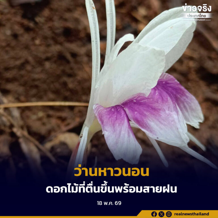 “ว่านหาวนอน” รอคอยอยู่ใต้ดินตลอดหน้าแล้งอย่างเงียบๆ แล้วโผล่ขึ้นมาทักทายโลกทันทีที่ฝนแรกโปรยลงมา