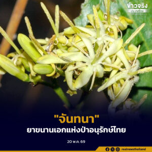 “จันทนา” พืชที่มีคุณค่าทางสมุนไพรสูง แห่งป่าอนุรักษ์ไทย จังหวัดพัทลุง ตรัง ฉะเชิงเทรา
