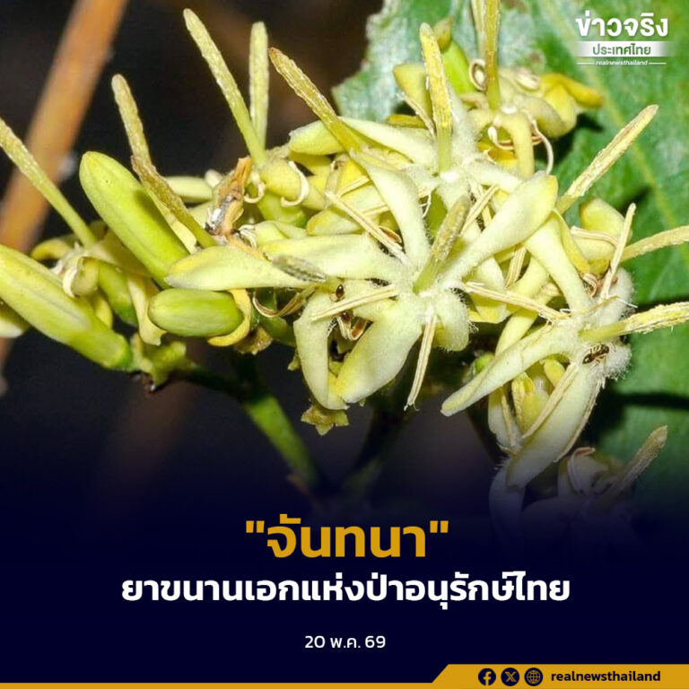 “จันทนา” พืชที่มีคุณค่าทางสมุนไพรสูง แห่งป่าอนุรักษ์ไทย จังหวัดพัทลุง ตรัง ฉะเชิงเทรา