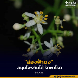 “ส่องฟ้าดง” สมุนไพรมหัศจรรย์จากป่าไทย กินได้ รักษาโรค สวยงาม