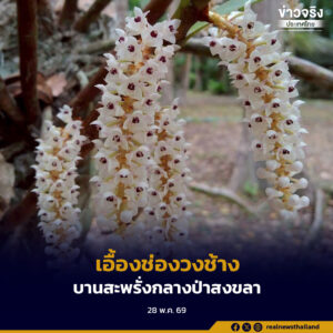 “เอื้องช่องวงช้าง” กล้วยไม้ป่าหายาก บานสะพรั่งกลางป่าสงขลา