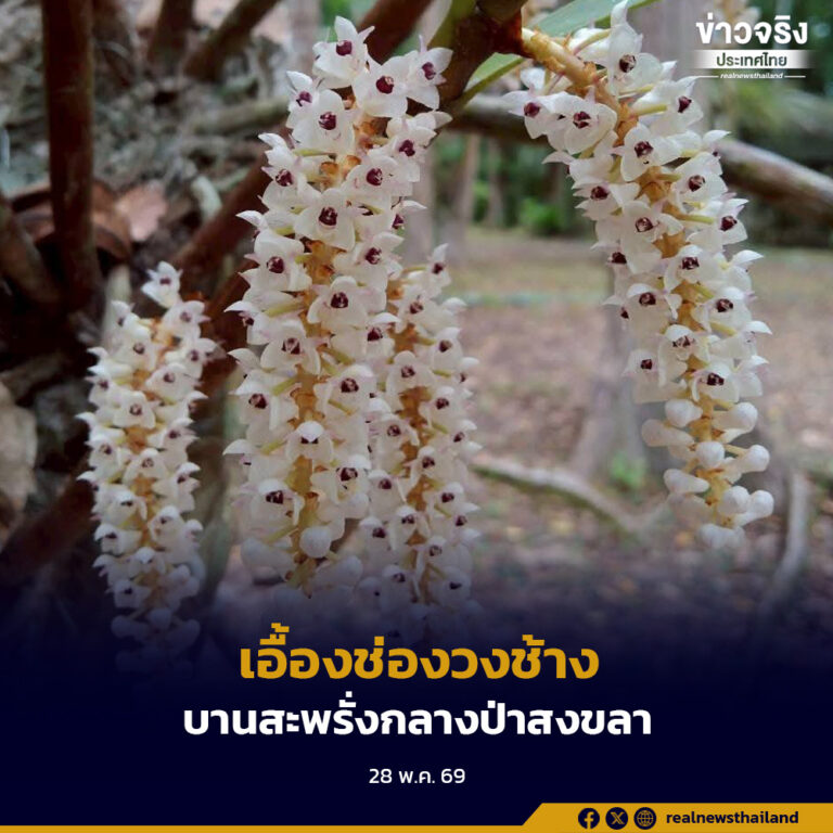 “เอื้องช่องวงช้าง” กล้วยไม้ป่าหายาก บานสะพรั่งกลางป่าสงขลา
