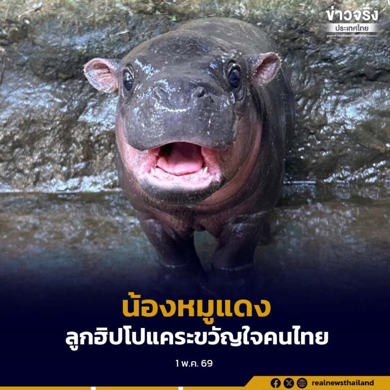 “น้องหมูแดง” ชนะโหวตการตั้งชื่อลูกฮิปโปแคระขวัญใจคนไทย แห่งสวนสัตว์นครราชสีมา
