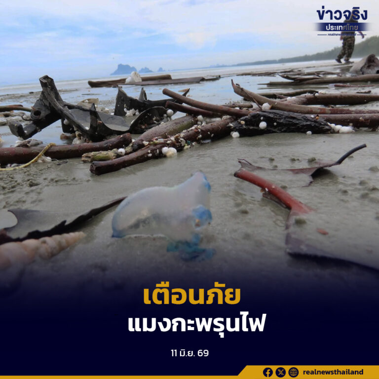 อุทยานแห่งชาติหาดเจ้าไหม แจ้งเตือนประชาชนและนักท่องเที่ยว หลังพบแมงกะพรุนไฟหมวกโปรตุเกสจำนวนมากบริเวณชายหาดในพื้นที่จังหวัดตรัง