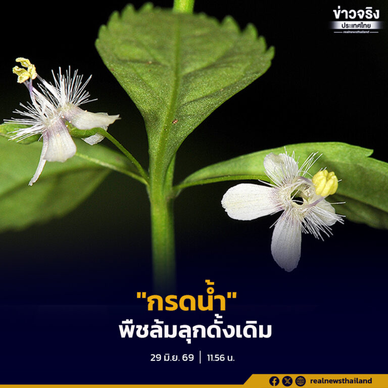 “กรดน้ำ” พืชล้มลุกดั้งเดิมที่มีความน่าสนใจทั้งในมิติทางพฤกษศาสตร์และสรรพคุณทางยาชั้นเลิศ