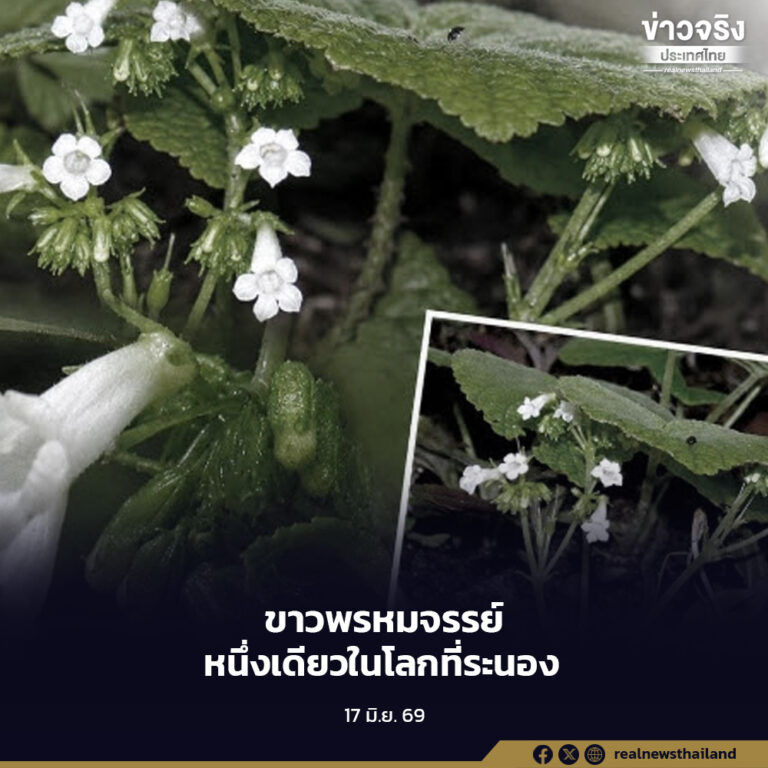 “ขาวพรหมจรรย์” มรดกพฤกษศาสตร์ สิ่งมีชีวิตจำเพาะที่มีเพียงหนึ่งเดียวในโลกที่ระนอง