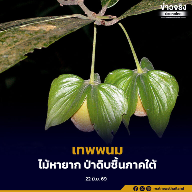 “เทพพนม” พรรณไม้หายากสกุลมะเกลือแห่งผืนป่าดิบชื้นภาคใต้ตอนล่าง