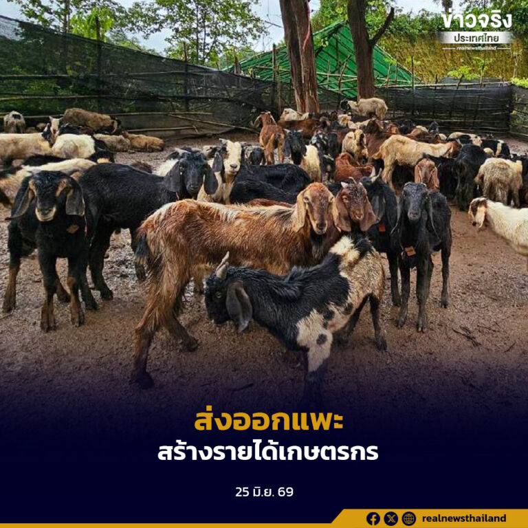 ลงนามสัญญาส่งออกแพะไปยังประเทศมาเลเซีย ปีละ 90,000 ตัว มุ่งสร้างรายได้ที่มั่นคงให้แก่เกษตรกร