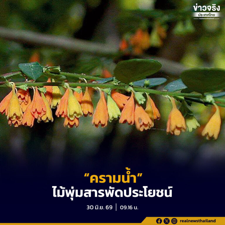 “ครามน้ำ” ไม้พุ่มสารพัดประโยชน์จากป่าไทย สู่การรับรู้ในฐานะยาสมานและยาเพิ่มน้ำนมสตรี