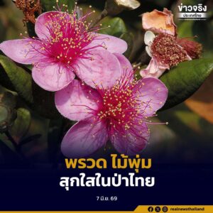 “พรวด” ไม้พุ่มดอกงามหลากสรรพคุณแก้ปวดท้อง แก้ท้องเสีย สุกใสในป่าไทย