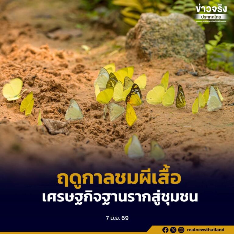 เทศกาลดูผีเสื้อปางสีดา กระตุ้นเศรษฐกิจฐานรากสู่ชุมชนรอบผืนป่ามรดกโลก