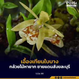 “เอื้องเทียนใบบาง” กล้วยไม้หายากแห่งผืนป่าตะวันตก ชายแดนสังขละบุรี