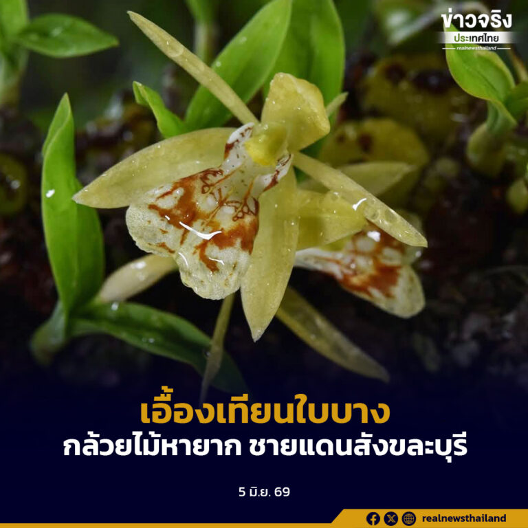 “เอื้องเทียนใบบาง” กล้วยไม้หายากแห่งผืนป่าตะวันตก ชายแดนสังขละบุรี