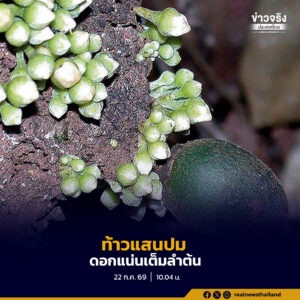 ท้าวแสนปม ไม้ป่าดิบชื้นภาคใต้ที่โดดเด่นด้วยการออกดอกตามลำต้นและกิ่ง