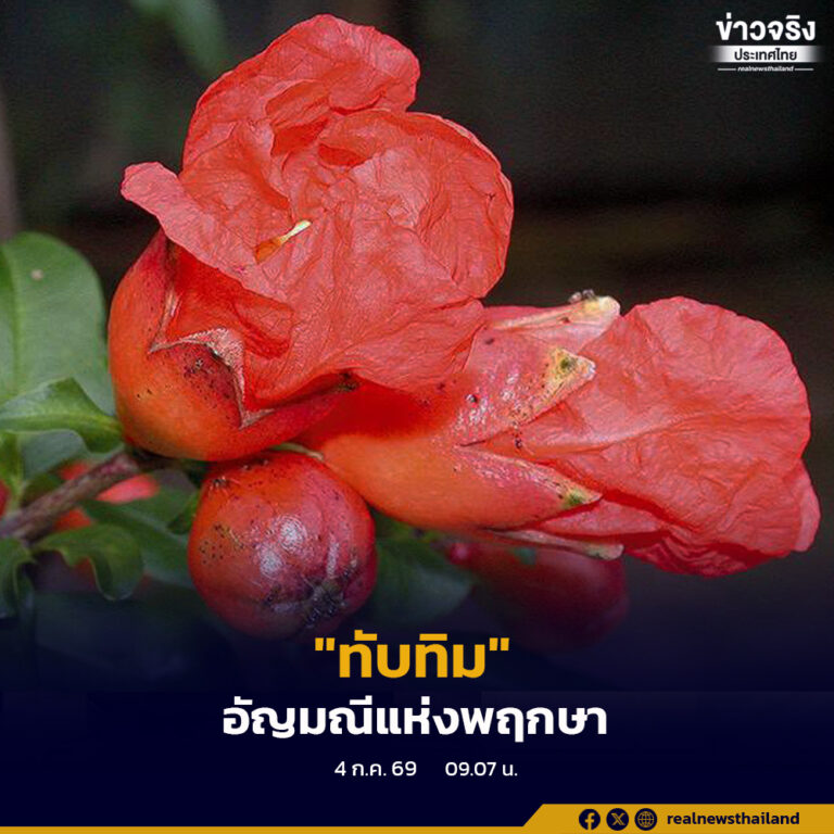 “ทับทิม” อัญมณีแห่งพฤกษาจากเอเชียกลาง สู่พืชเศรษฐกิจและวัฒนธรรมระดับโลก