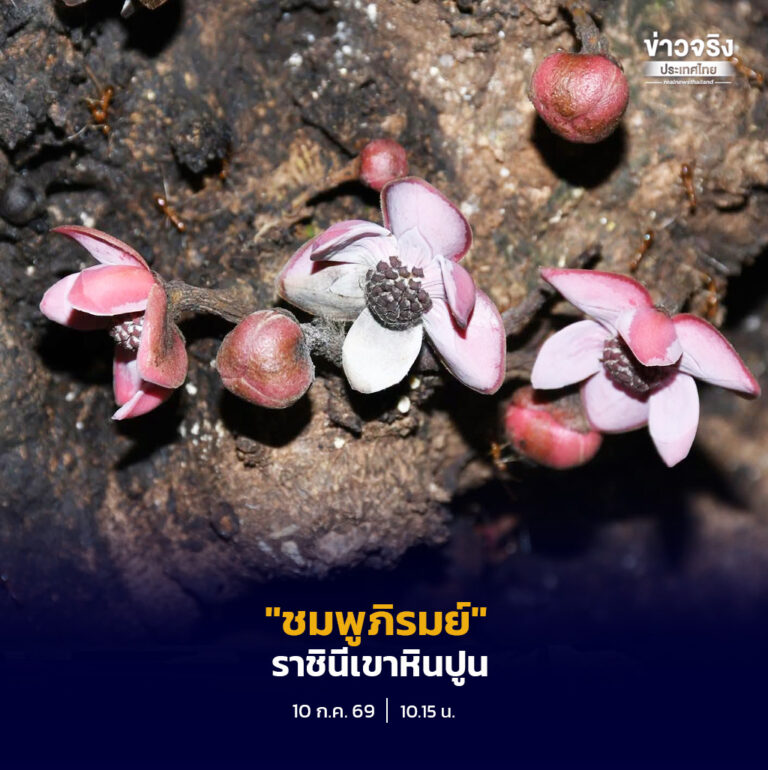 ยลโฉม “ชมพูภิรมย์” ราชินีเขาหินปูนอุทยานแห่งชาติเขาปู่-เขาย่า จังหวัดพัทลุง พรรณไม้ถิ่นเดียวหายากของไทย