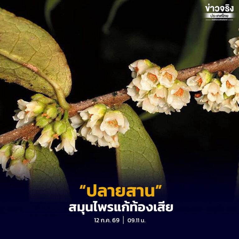 “ปลายสาน” ไม้ป่าสารพัดชื่อ กับสรรพคุณสมุนไพรแก้ท้องเสีย